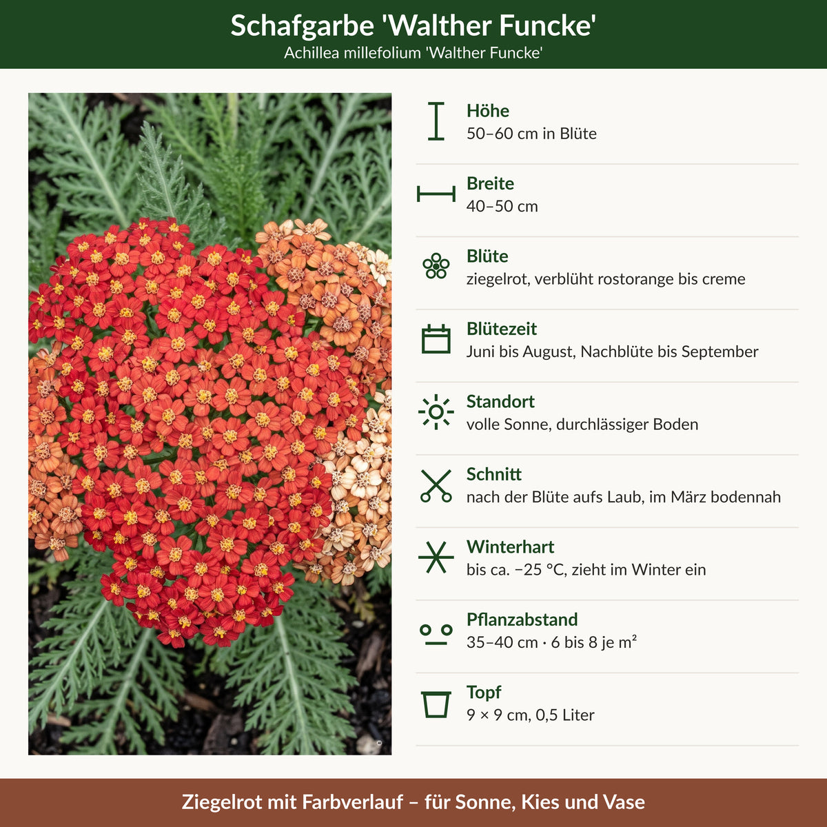 Schafgarbe 'Walther Funcke' – Steckbrief mit Höhe, Breite, Blütezeit, Winterhärte und Pflanzabstand