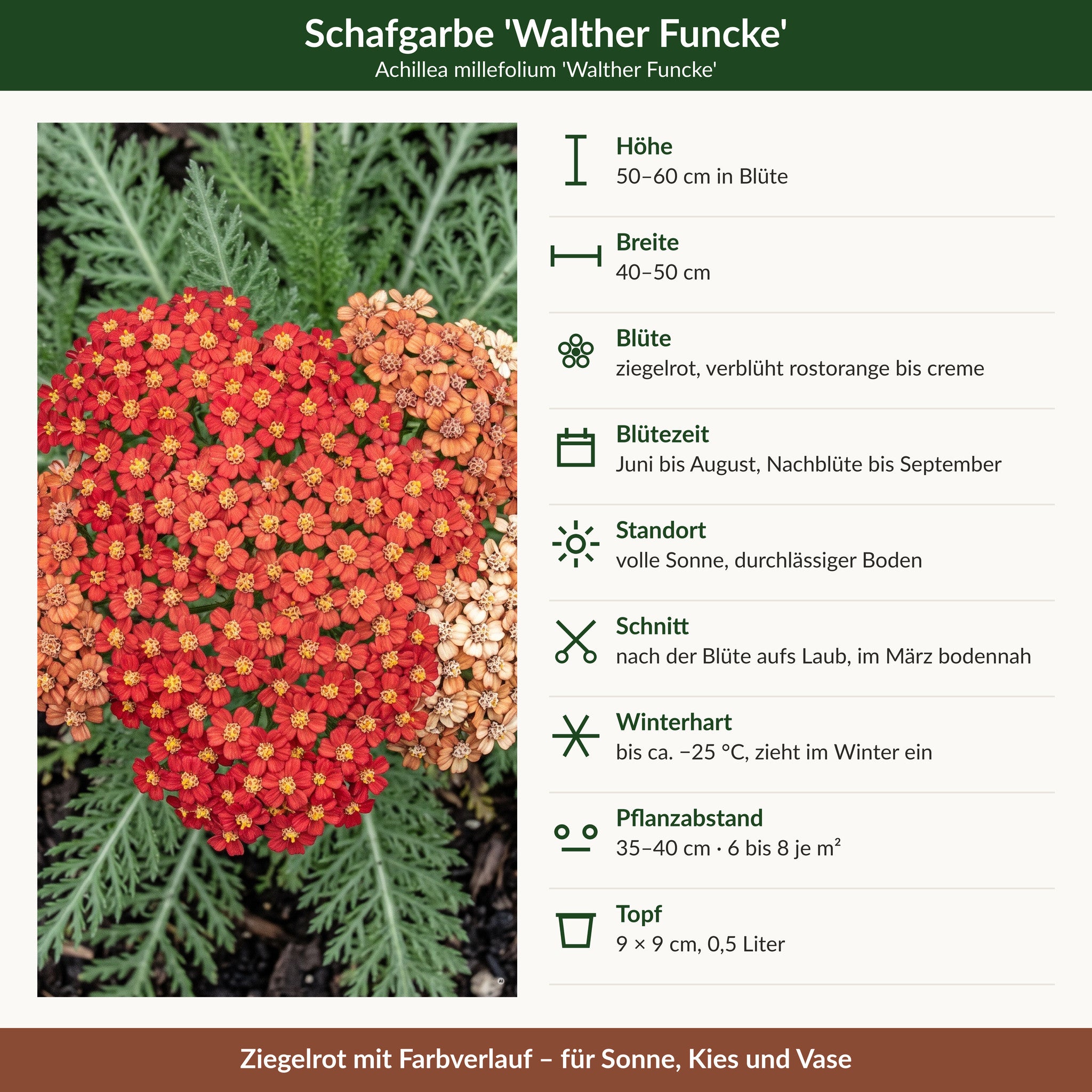Steckbrief Schafgarbe 'Walther Funcke': 50–60 cm hoch, 40–50 cm breit, ziegelrot, Juni bis August, winterhart bis −25 °C, 9 × 9 cm Topf