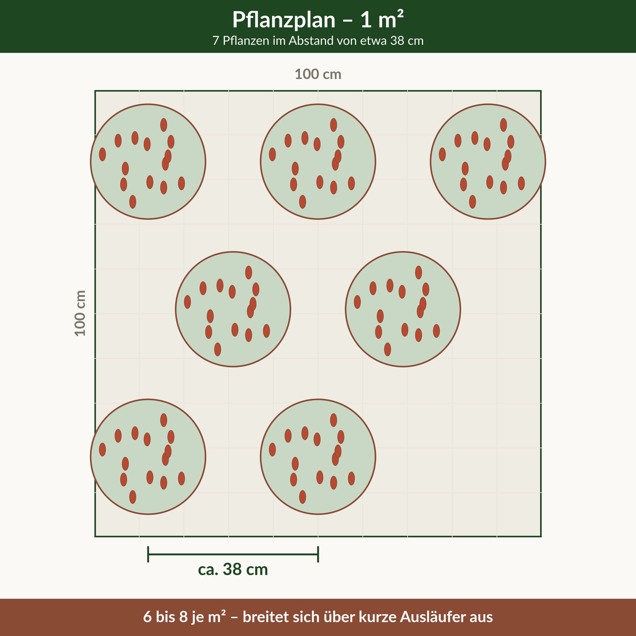 Pflanzplan für einen Quadratmeter Schafgarbe 'Walther Funcke': 7 Pflanzen im Abstand von etwa 38 cm