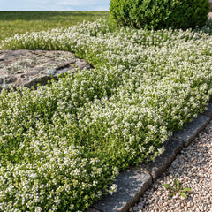 Weißer Polsterthymian 'Albiflorus' als flacher, reinweiß blühender Teppich im Juni an einem Kiesweg mit Natursteinkante