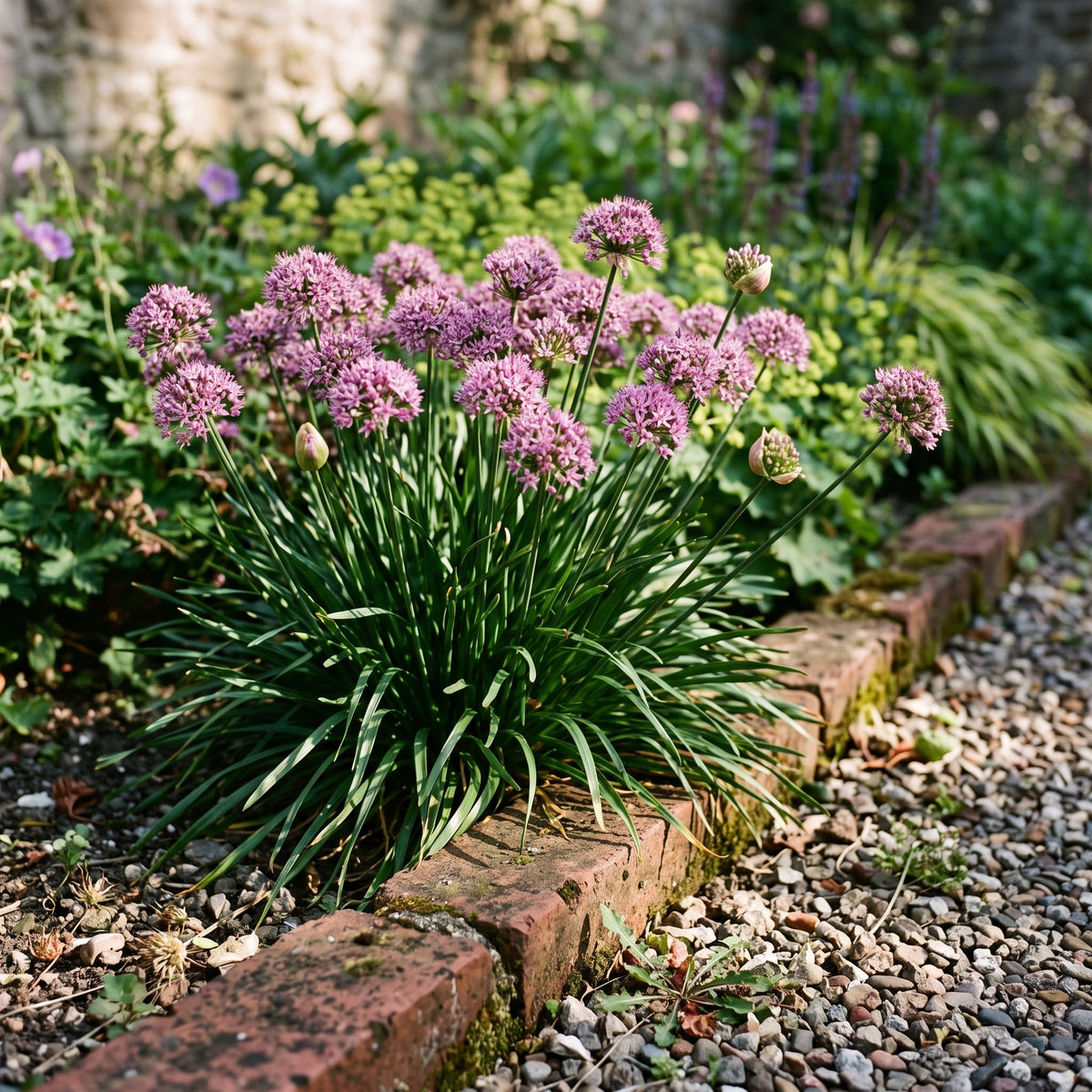 Allium 'Millenium' in voller Blüte an einer Klinkerkante, viele violett-pinke Blütenkugeln über dem grünen Laubschopf