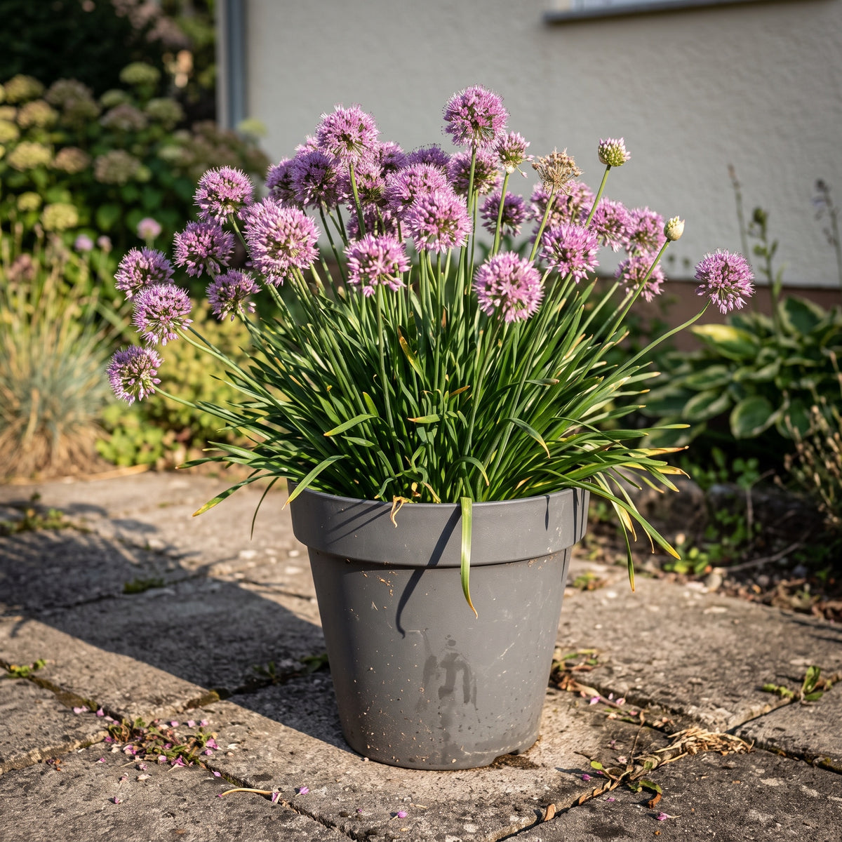 Allium 'Millenium' in einem anthrazitfarbenen Pflanzkübel auf einer Terrasse