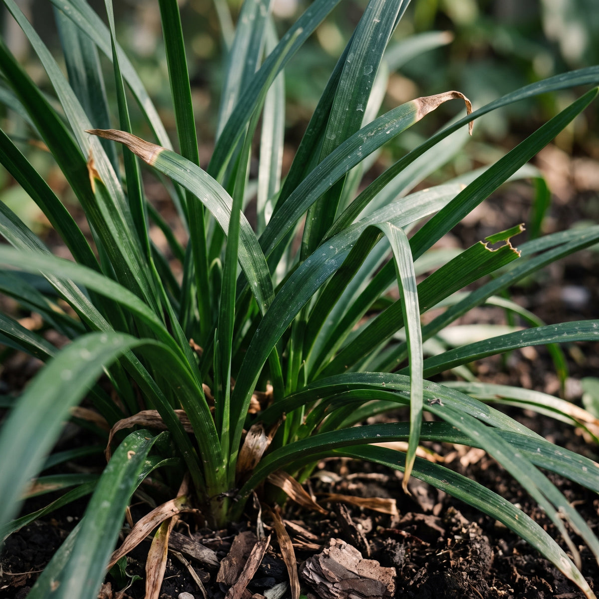 Schmales, glänzend dunkelgrünes Laub von Allium 'Millenium' im Spätsommer