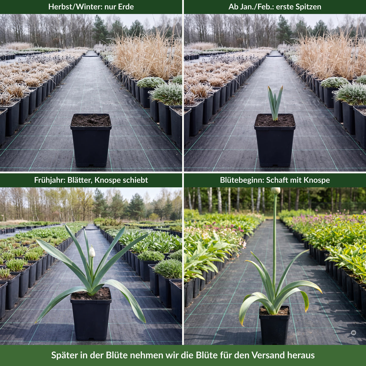 So kommt Allium 'Mount Everest' an: 11 × 11 cm Topf im Freilandquartier – im Herbst und Winter nur Erde, ab Januar/Februar erster Austrieb, im Frühjahr Blätter mit durchschiebender Knospe, zu Blütebeginn Schaft mit Knospe