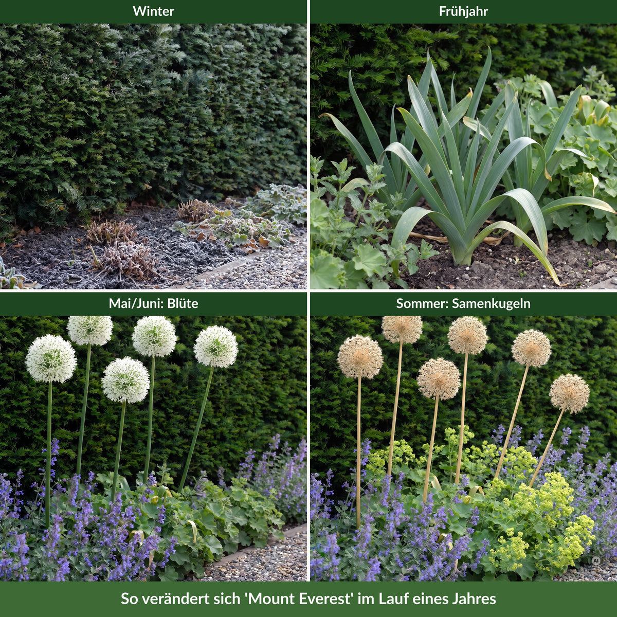 Allium 'Mount Everest' vor einer Eibenhecke im Winter, im Frühjahr mit Blättern, im Mai/Juni in Blüte und im Sommer mit trockenen Samenkugeln