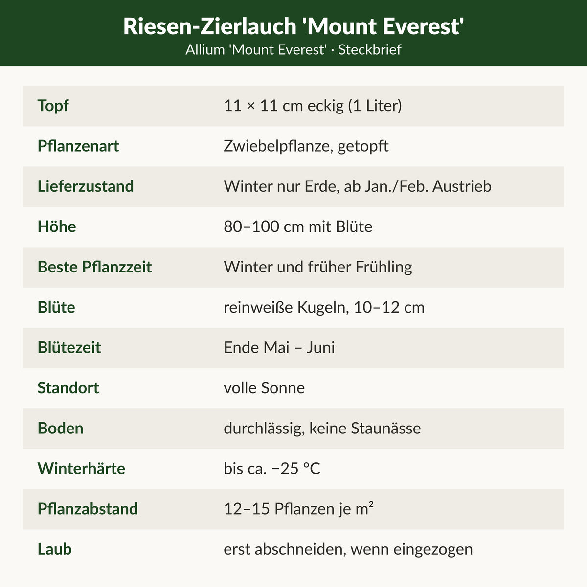 Steckbrief Riesen-Zierlauch 'Mount Everest': 11 × 11 cm Topf, Zwiebelpflanze getopft, 80–100 cm, reinweiße Kugeln 10–12 cm, Blüte Ende Mai–Juni, volle Sonne, bis ca. −25 °C
