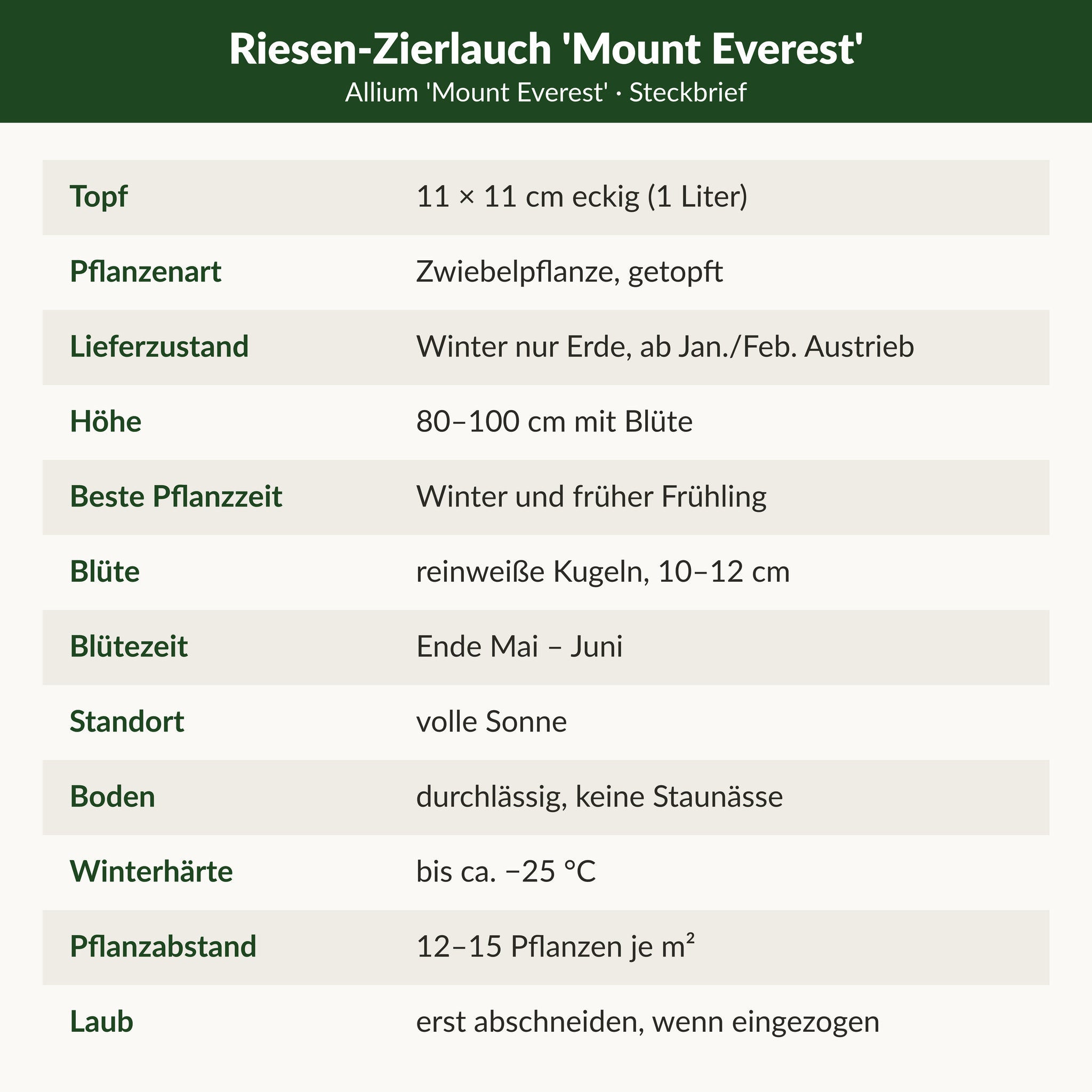 Steckbrief Riesen-Zierlauch 'Mount Everest': 11 × 11 cm Topf, Zwiebelpflanze getopft, 80–100 cm, reinweiße Kugeln 10–12 cm, Ende Mai–Juni, volle Sonne, bis ca. −25 °C