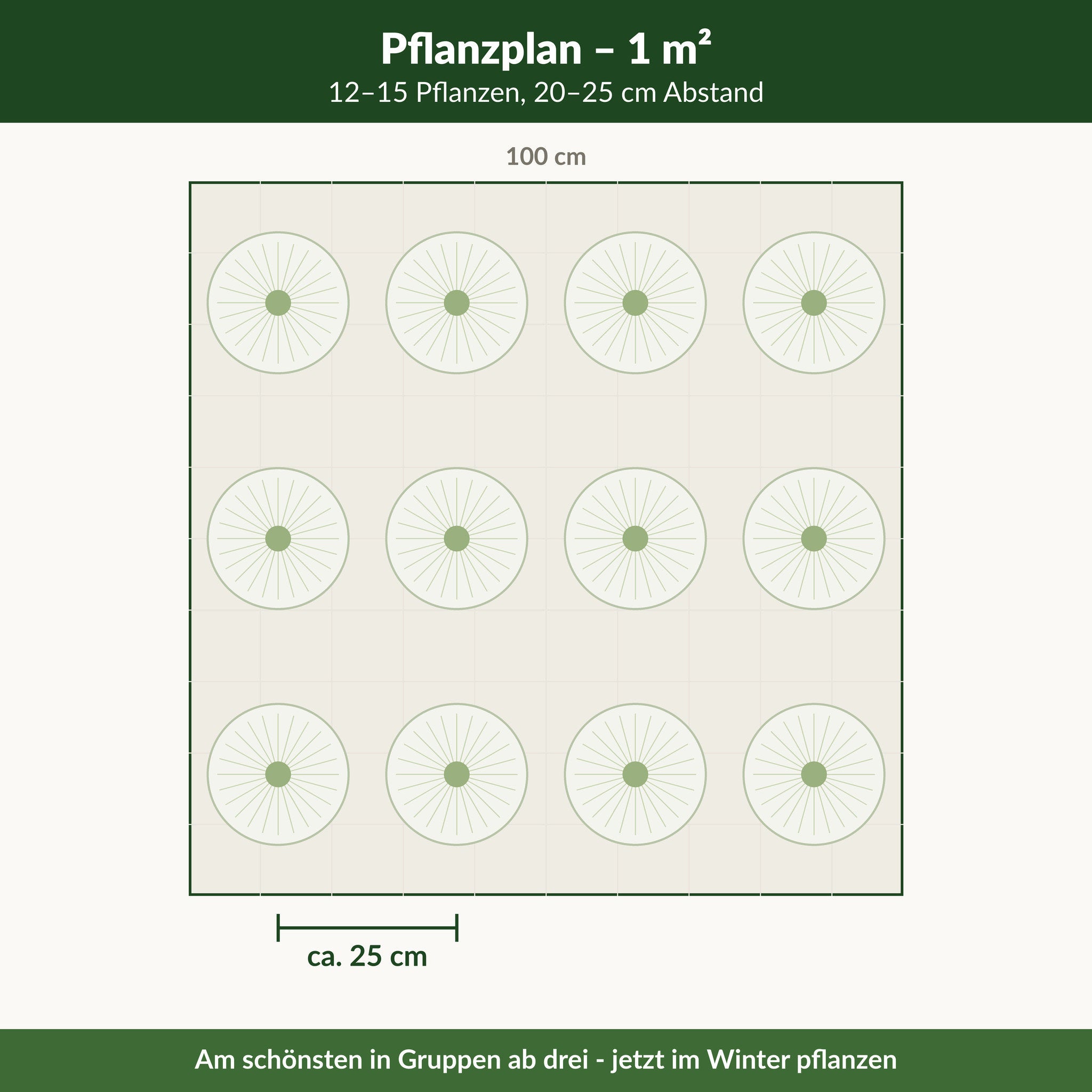 Pflanzplan 'Mount Everest': 12–15 Pflanzen je Quadratmeter, 20–25 cm Abstand