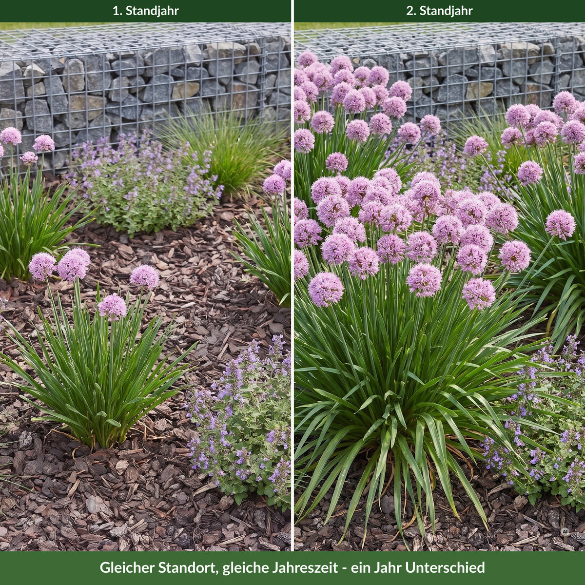 Allium 'Summer Beauty' vor einer Gabionenmauer im ersten und im zweiten Standjahr – gleicher Standort, gleiche Jahreszeit