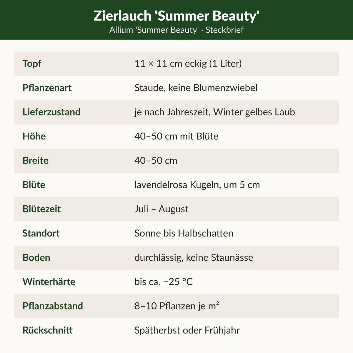 Steckbrief Zierlauch 'Summer Beauty': 11 × 11 cm Topf, Staude, 40–50 cm hoch und breit, lavendelrosa Kugeln, Blüte Juli–August, Sonne bis Halbschatten, winterhart bis ca. −25 °C