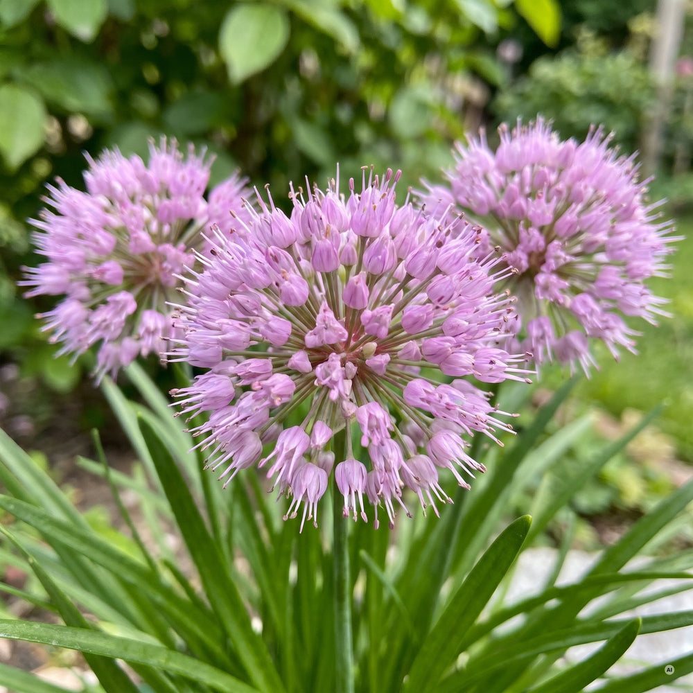 Nahaufnahme der Blütenkugeln von 'Summer Beauty'