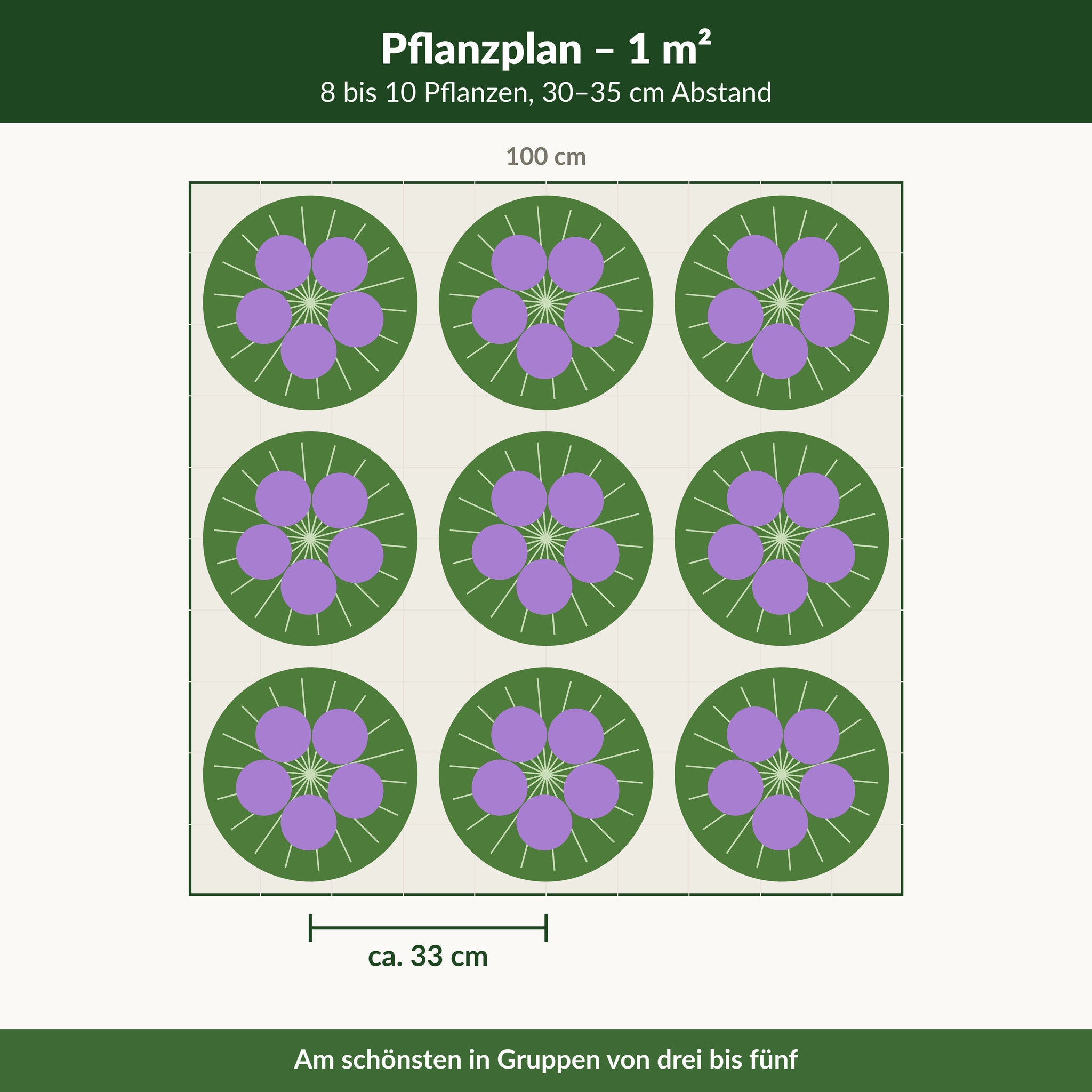 Pflanzplan 'Summer Beauty': 8–10 Pflanzen je Quadratmeter, 30–35 cm Abstand