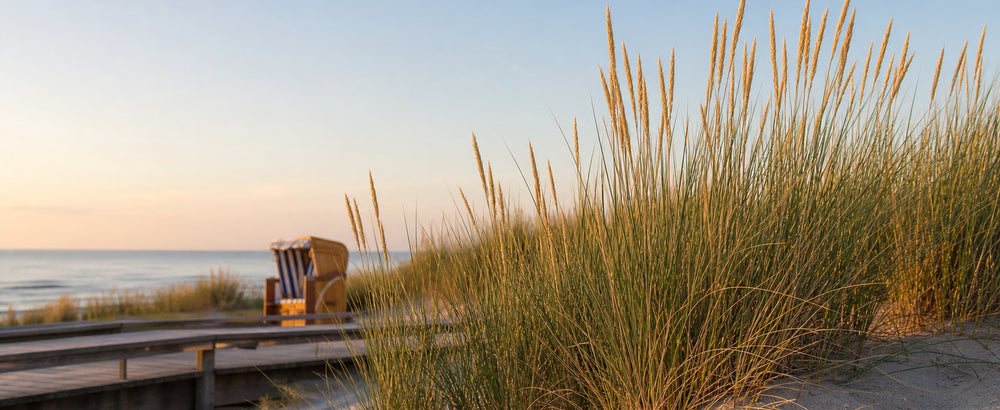 Strandhafer in der Abenddüne, dahinter Strandkorb und Meer