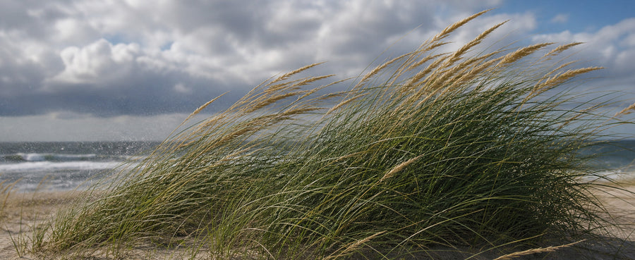 Strandhafer im starken Wind an der Küste, die Halme legen sich in einer Richtung