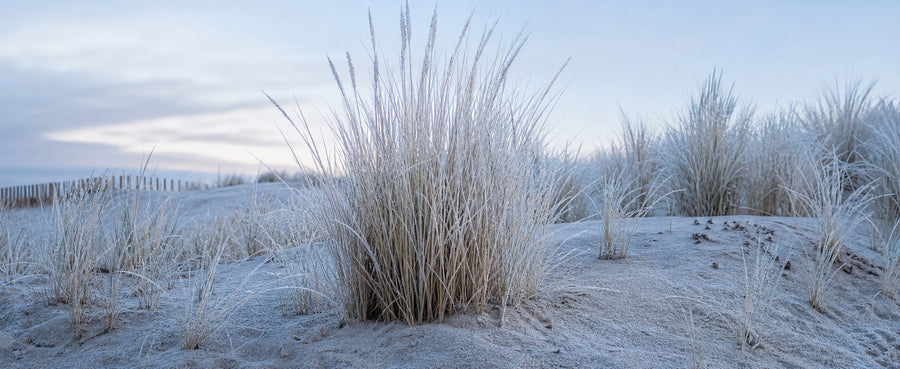 Strandhafer mit Raureif im Winter, die Halme stehen aufrecht auf gefrorenem Sand