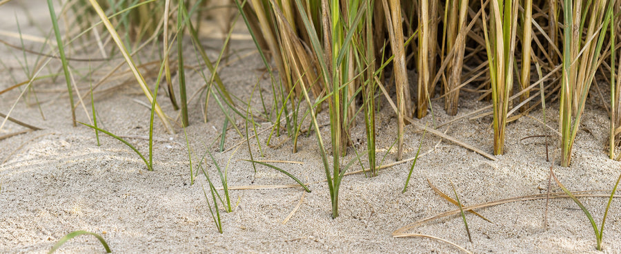 Nahaufnahme junger, frisch austreibender Strandhafer-Halme im Sand