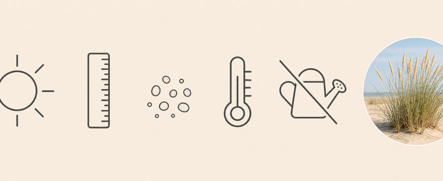 Icon-Leiste zu den Schnellfakten: Sonne, Lineal, Sandkorn, Thermometer, durchgestrichene Gießkanne