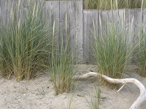 Strandgarten mit Sandfläche, Treibholz und Strandhafer vor einem grauen Holzzaun