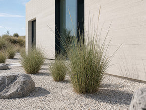 Strandhafer-Gruppen im hellen Splittgarten vor moderner Architektur