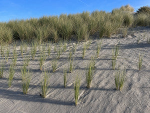 Junge Strandhafer-Pflanzen im Sand einer Böschung neben bereits etablierten Horsten