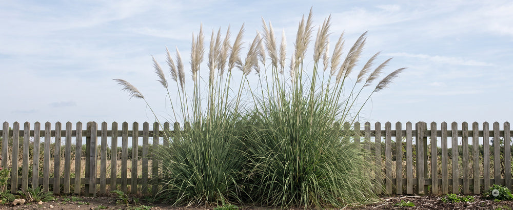 A+ Cortaderia Sunningdale Silver m2