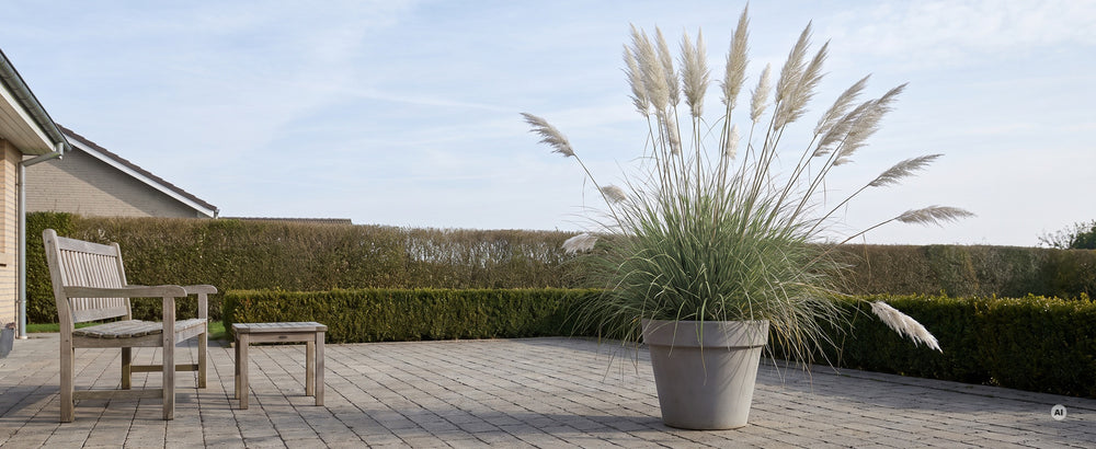 A+ Cortaderia Sunningdale Silver m3