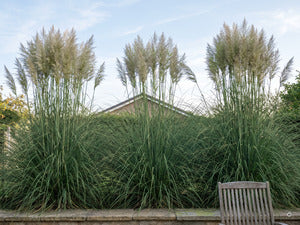 A+ Cortaderia Sunningdale Silver m4