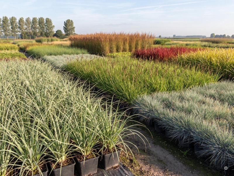 A+ Cortaderia Sunningdale Silver m6
