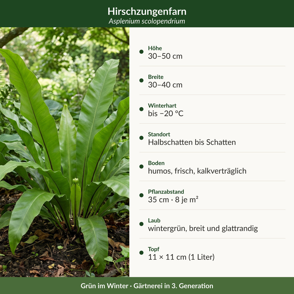 Steckbrief Hirschzungenfarn: Höhe, Breite, Winterhärte, Standort, Boden, Pflanzabstand, Laub, Topf