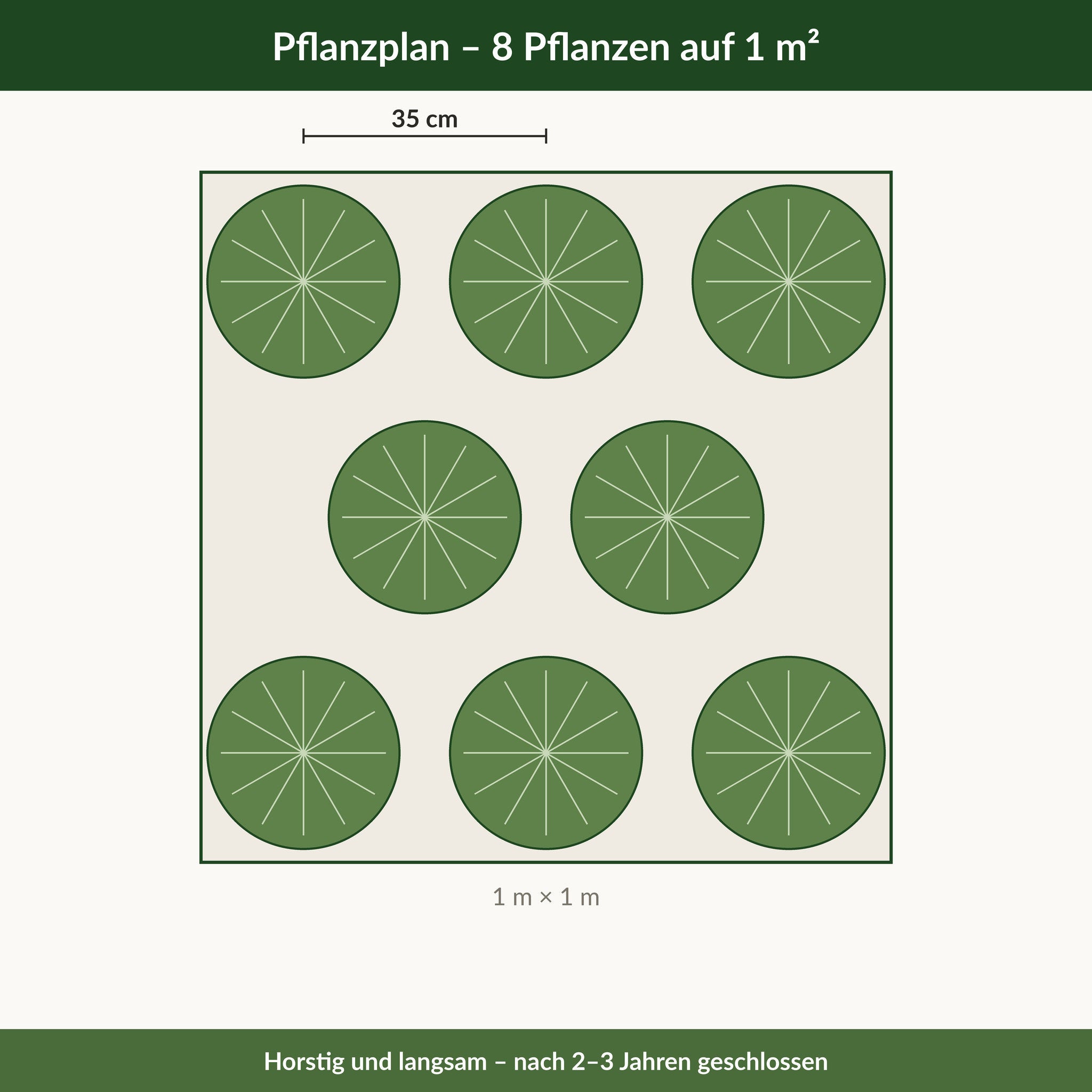 Pflanzplan für 1 m² Hirschzungenfarn: 8 Pflanzen mit 35 cm Abstand