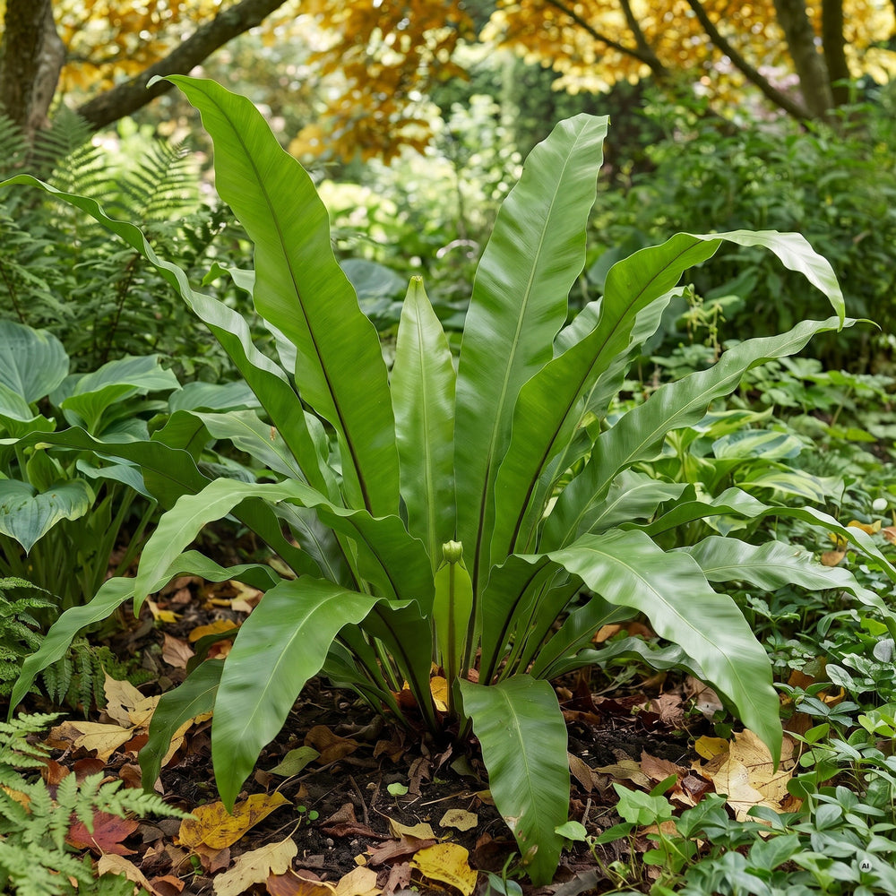 Hirschzungenfarn im Herbst zwischen Herbstlaub