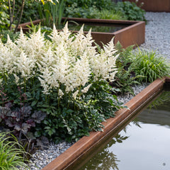 Prachtspiere 'Astary White' in voller Blüte mit reinweißen Rispen am Rand eines Wasserbeckens aus Cortenstahl