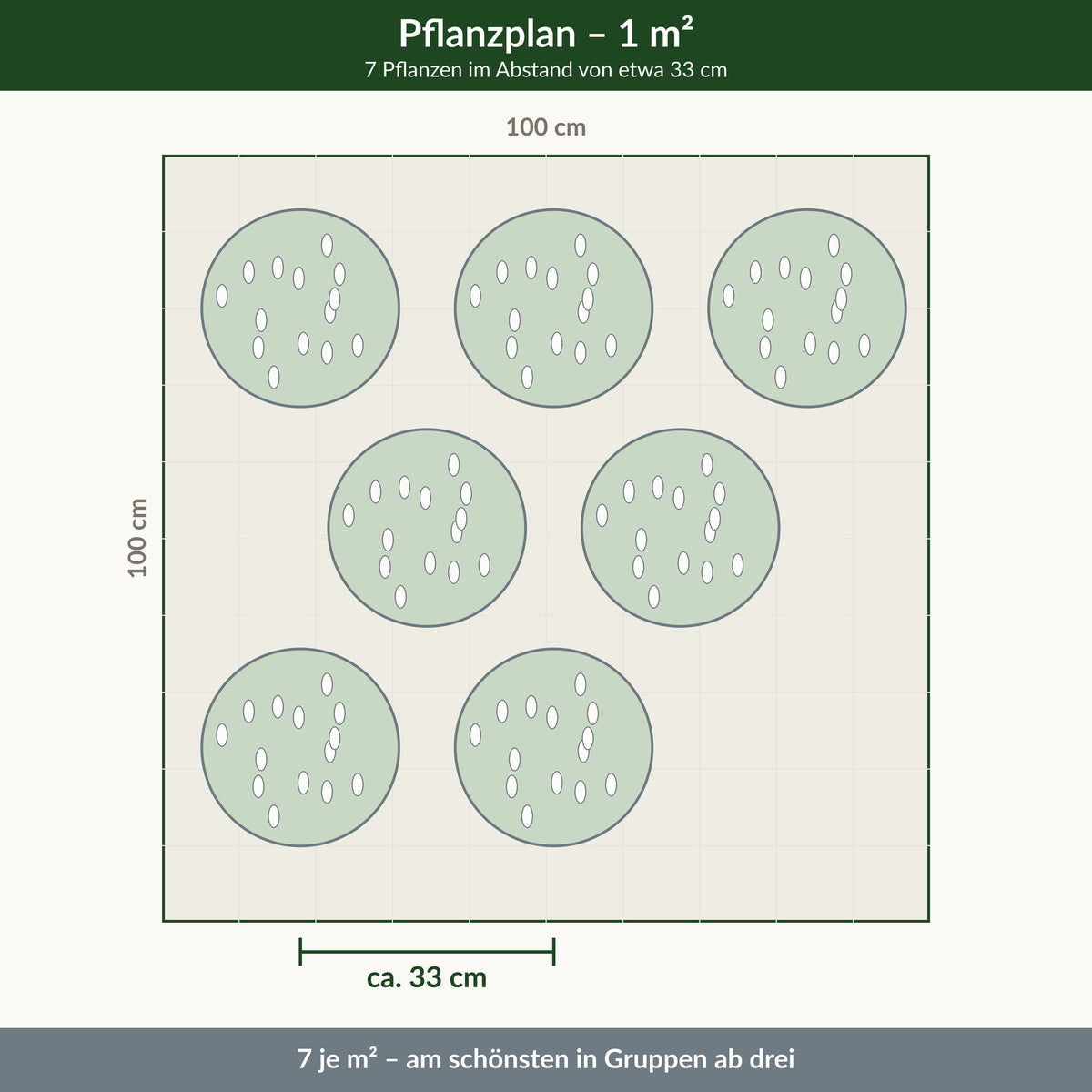 Pflanzplan für einen Quadratmeter: 7 Pflanzen im Abstand von 30 bis 35 cm