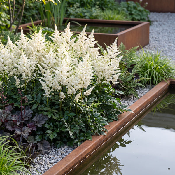 Prachtspiere 'Astary White' in voller Blüte am Becken