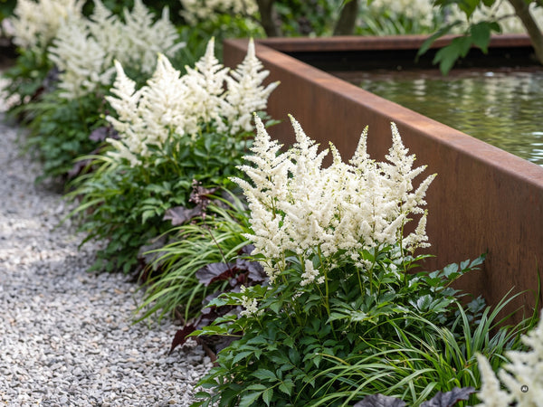 'Astary White' am Kiesstreifen neben dem Becken