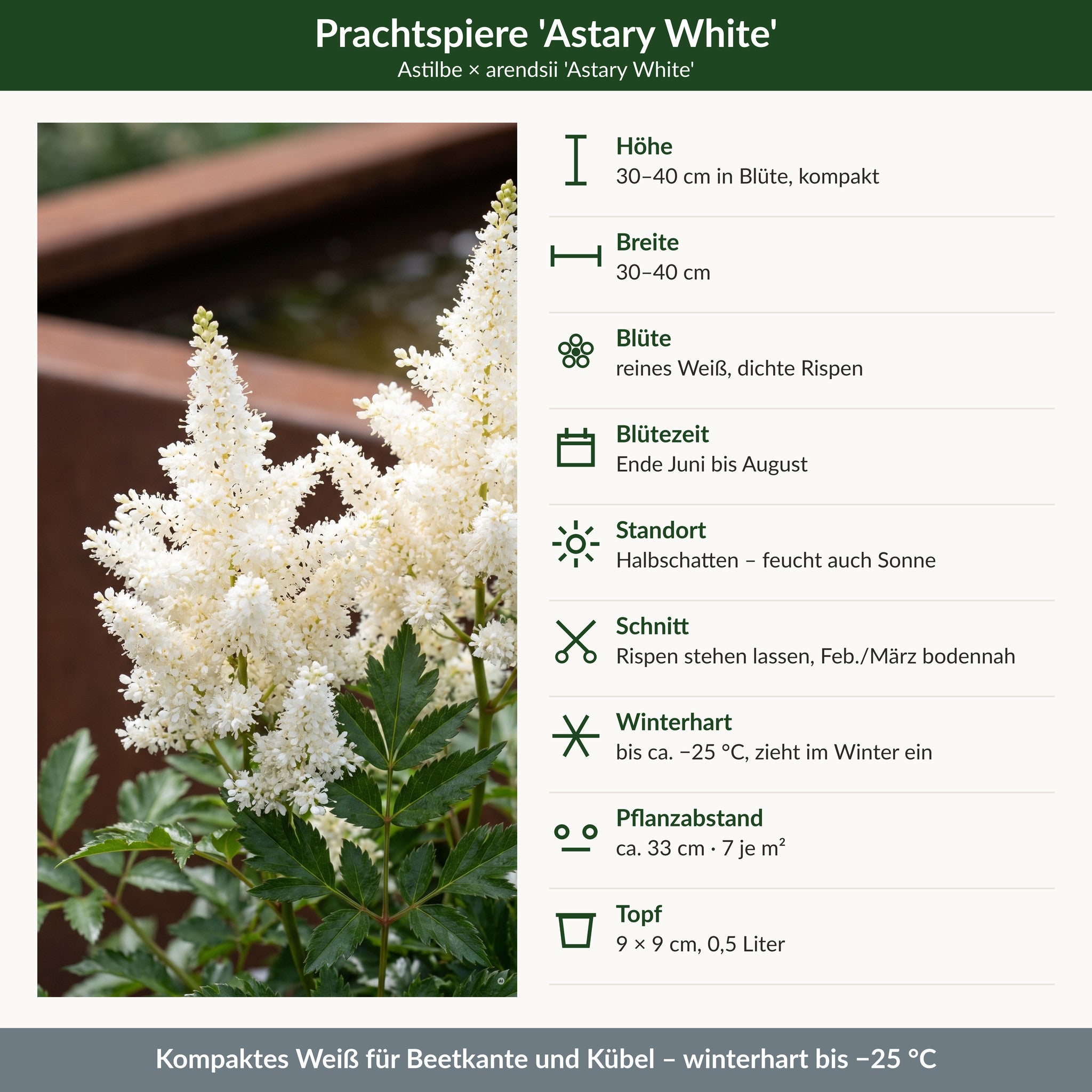 Steckbrief Prachtspiere 'Astary White': 30–40 cm hoch, reines Weiß, Ende Juni bis August, Halbschatten, winterhart bis −25 °C, 9 × 9 cm Topf