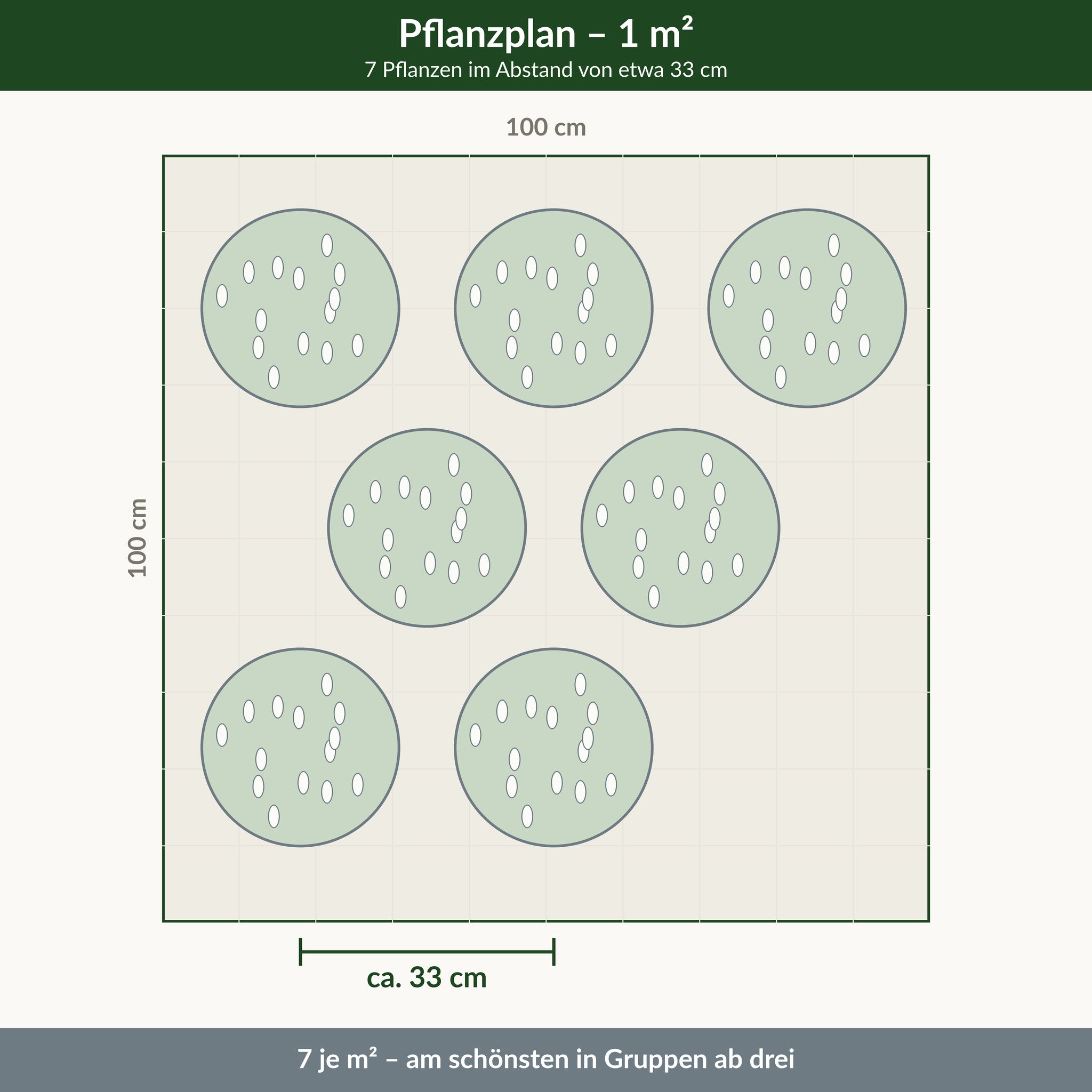 Pflanzplan für einen Quadratmeter Prachtspiere 'Astary White': 7 Pflanzen im Abstand von 30 bis 35 cm