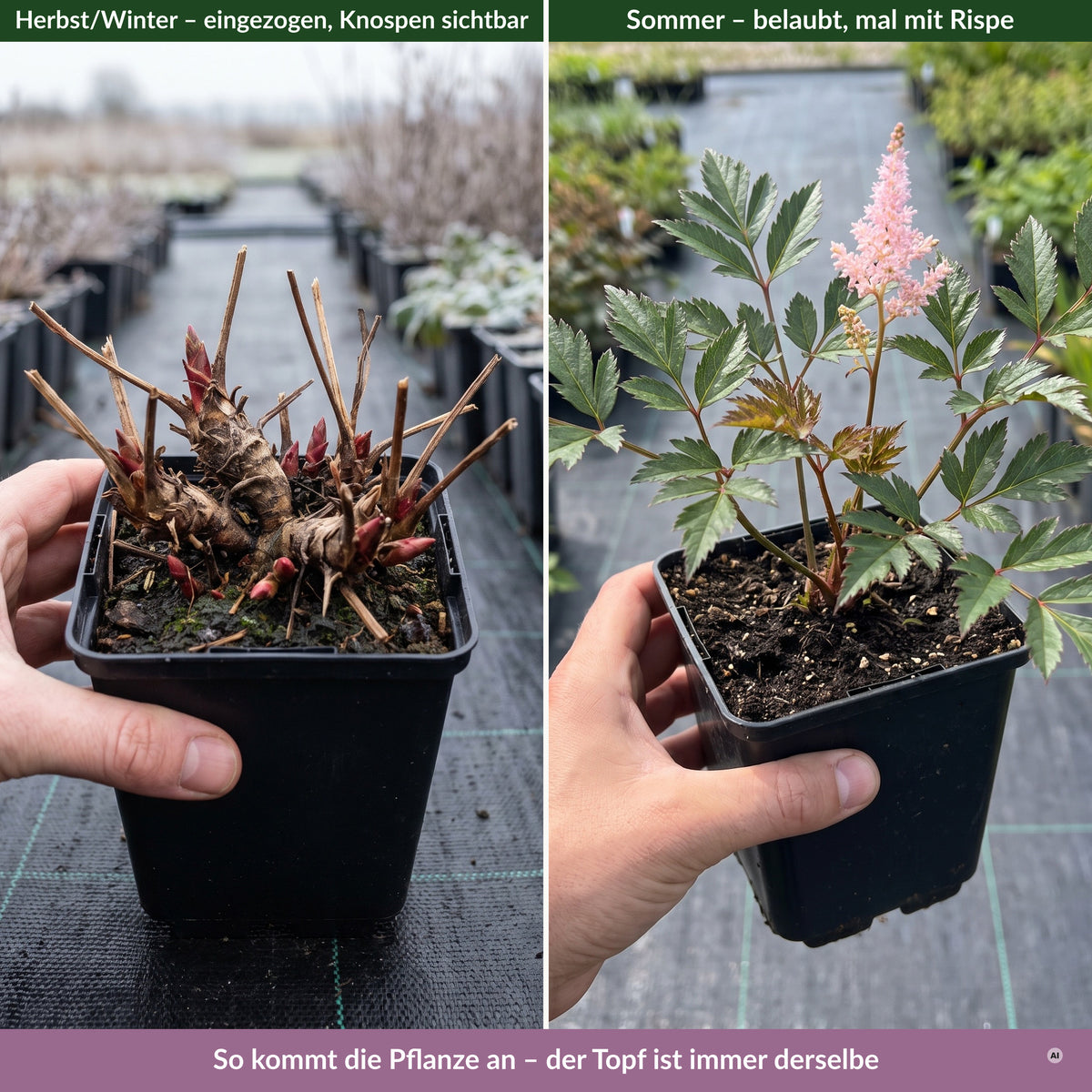 Lieferzustand im eckigen 9 × 9 cm Topf im Freilandquartier: im Winter eingezogen mit Knospen, im Sommer belaubt, mal mit Rispe