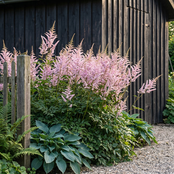 Prachtspiere 'Erika' in voller Blüte vor dem Holzschuppen