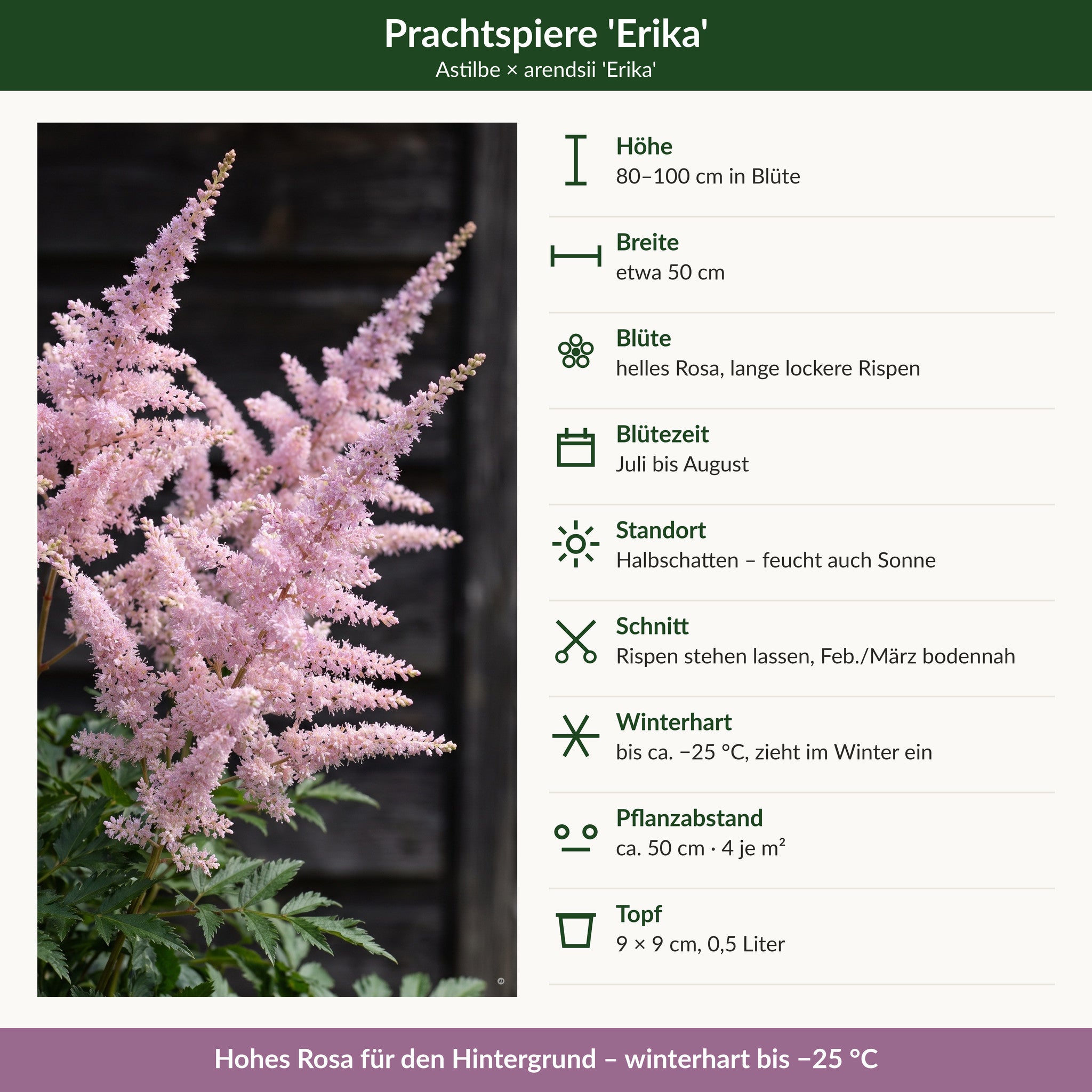 Steckbrief Prachtspiere 'Erika': 80–100 cm hoch, helles Rosa, Juli bis August, Halbschatten, winterhart bis −25 °C, 9 × 9 cm Topf