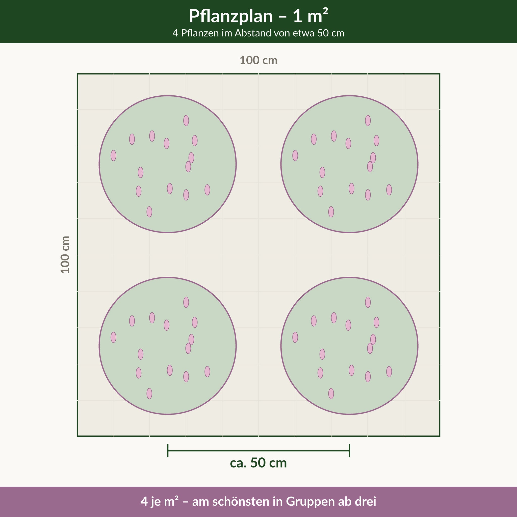 Pflanzplan für einen Quadratmeter Prachtspiere 'Erika': 4 Pflanzen im Abstand von etwa 50 cm