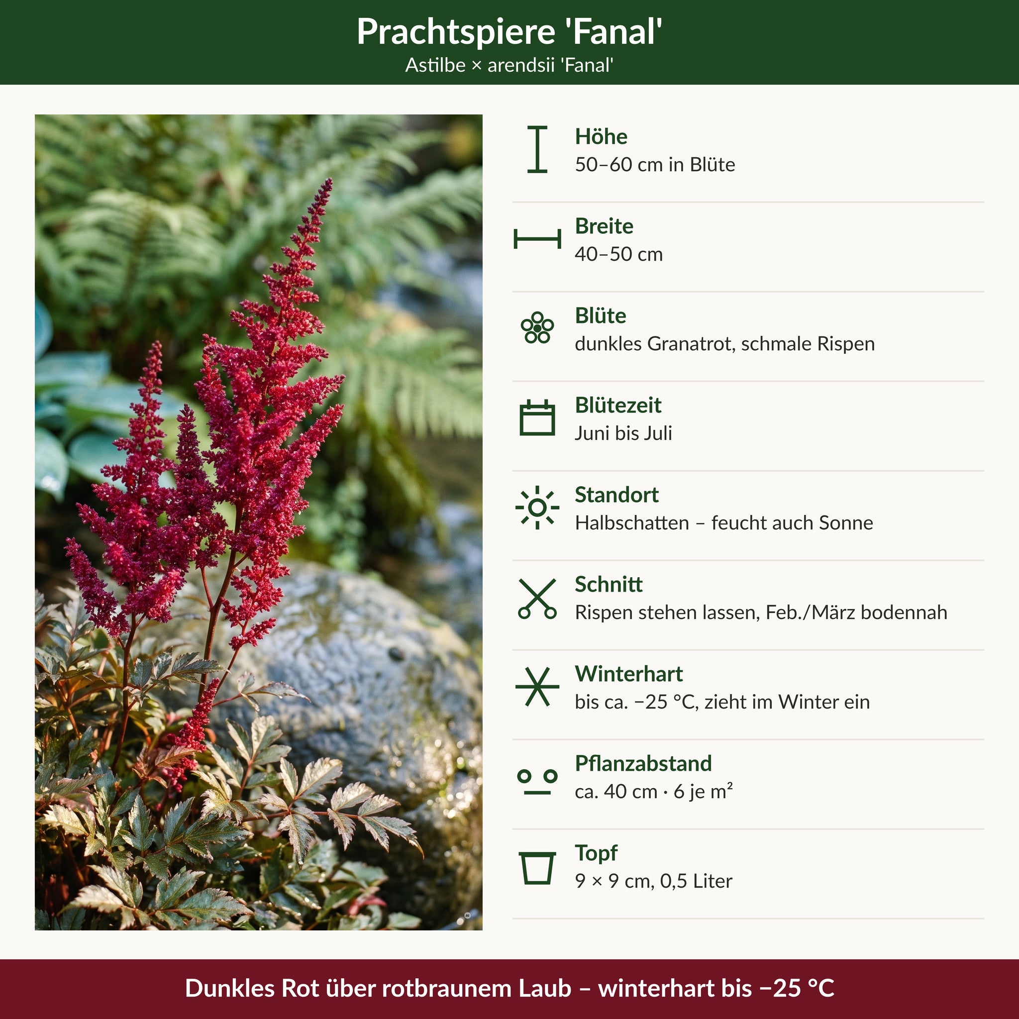 Steckbrief Prachtspiere 'Fanal': 50–60 cm hoch, dunkles Granatrot, Juni bis Juli, Halbschatten, winterhart bis −25 °C, 9 × 9 cm Topf