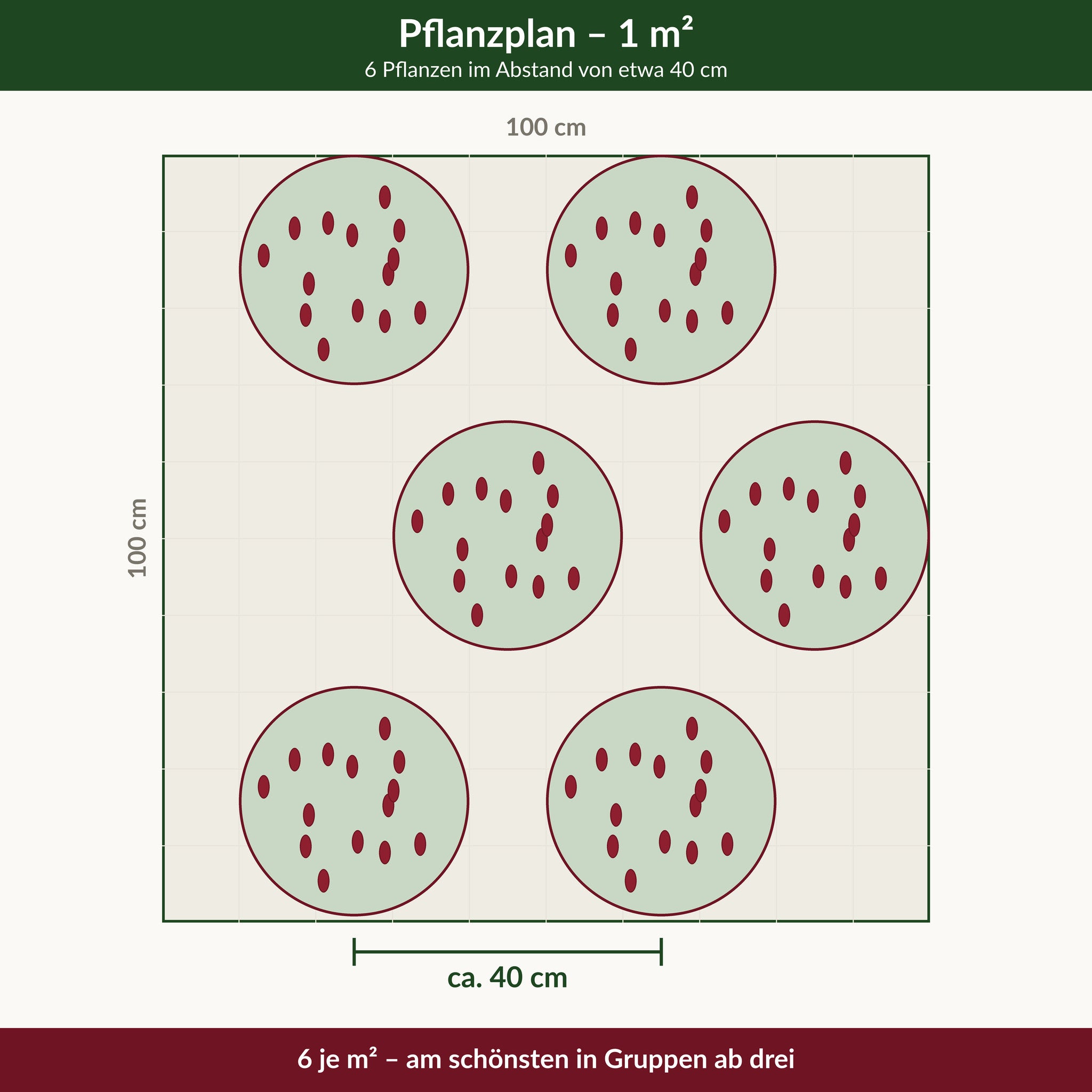 Pflanzplan für einen Quadratmeter Prachtspiere 'Fanal': 6 Pflanzen im Abstand von etwa 40 cm