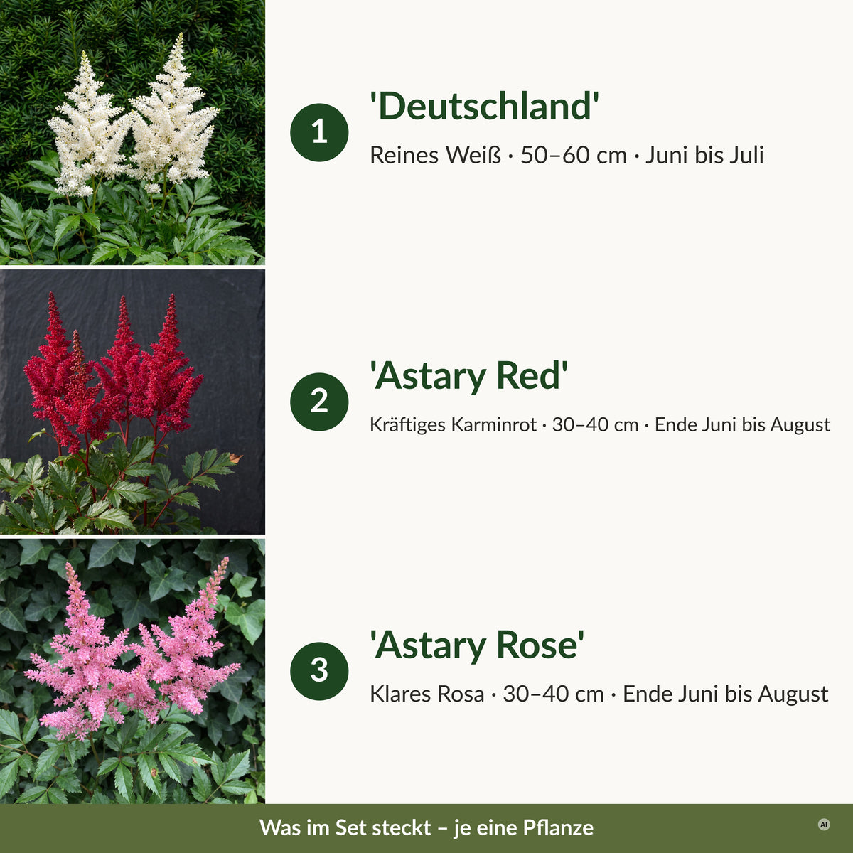 Was im Set steckt: je eine 'Deutschland' in Weiß, 'Astary Red' in Karminrot und 'Astary Rose' in Rosa mit Höhe und Blütezeit