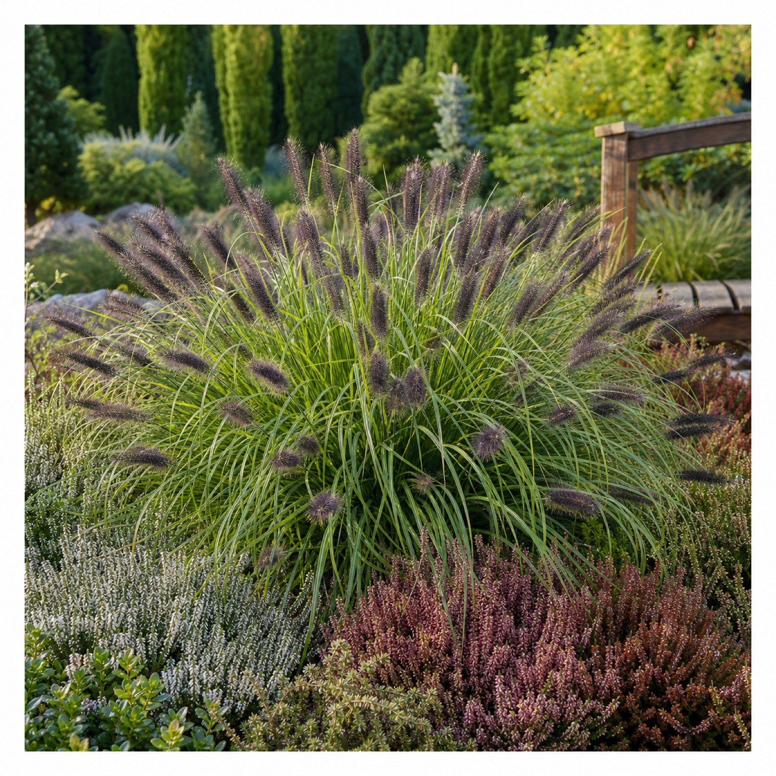 Schwarzes Lampenputzergras Pennisetum alopecuroides 'Black Beauty' als Solitaer im Heidegarten mit bluehender Heide