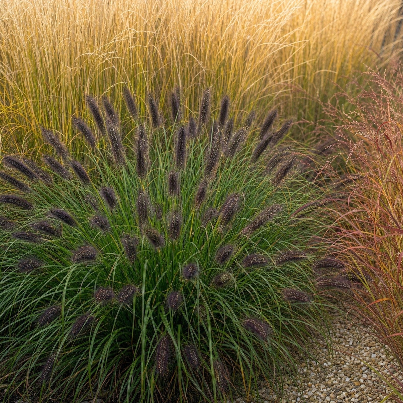 Pennisetum alopecuroides 'Black Beauty' im Grasbeet vor goldenem Ziergras-Hintergrund