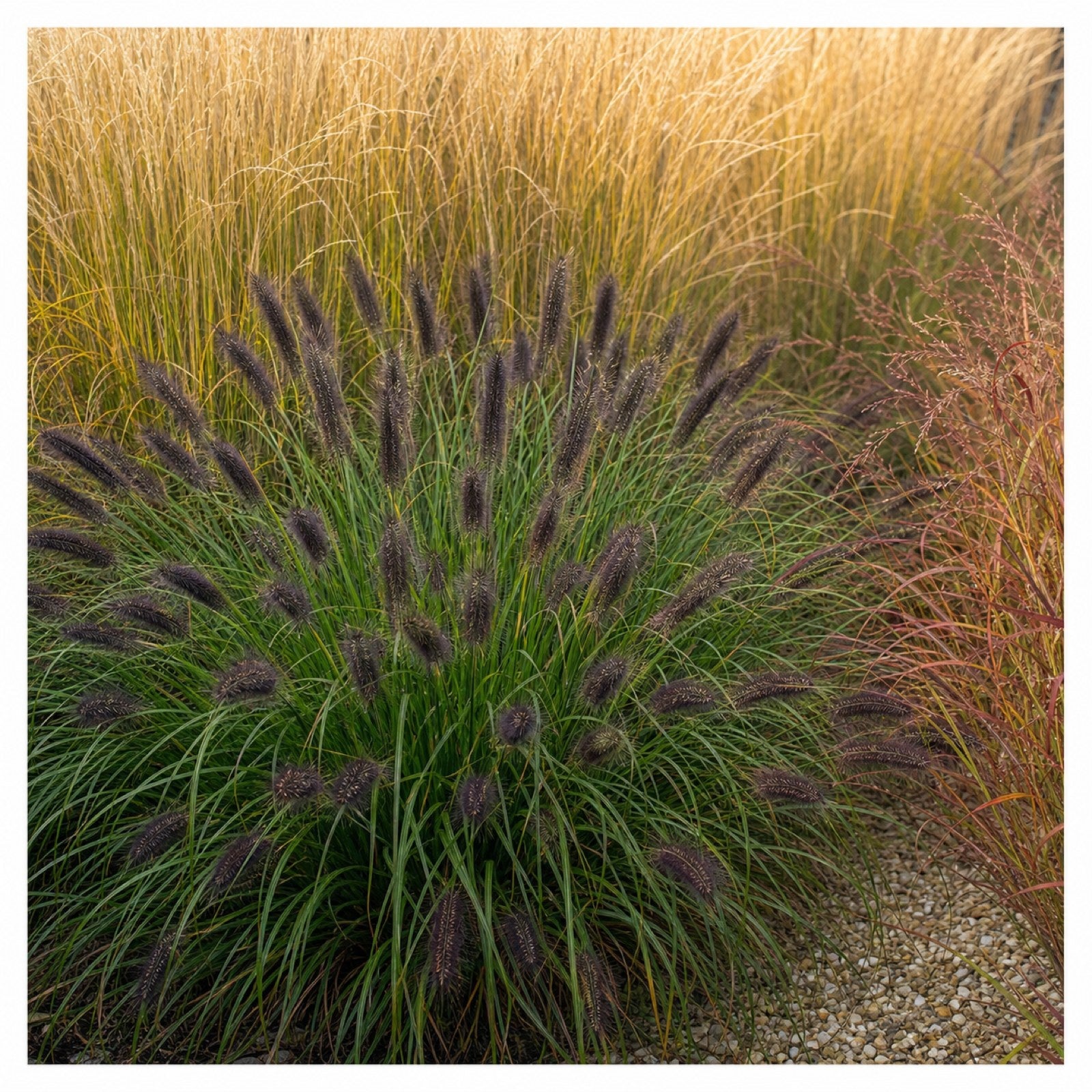 Pennisetum alopecuroides 'Black Beauty' im Grasbeet vor goldenem Ziergras-Hintergrund