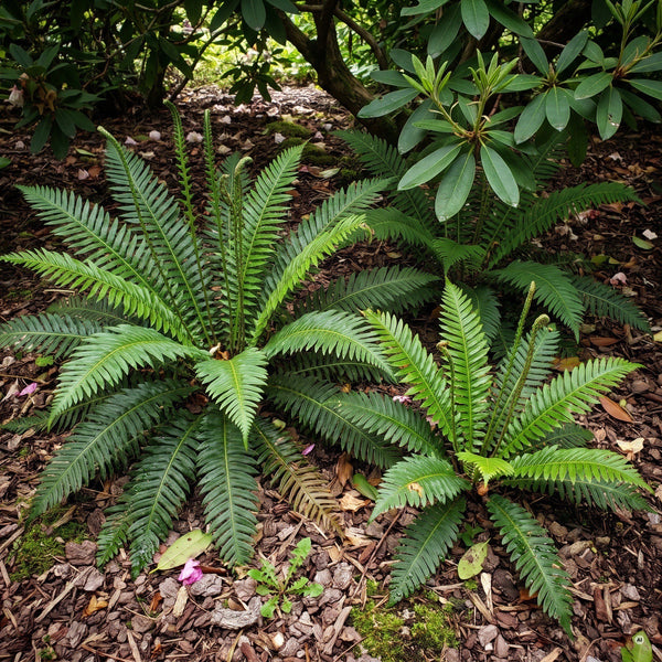 Drei Europäische Rippenfarne (Blechnum spicant) im schattigen Beet unter Rhododendron, flache Blattrosetten mit aufrechten Sporenwedeln