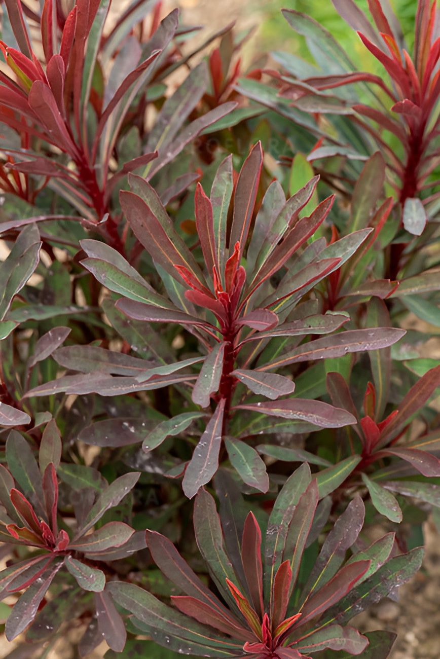 Euphorbia amydaloides 'Miners Merlot' / Rotblättrige Wolfsmilch