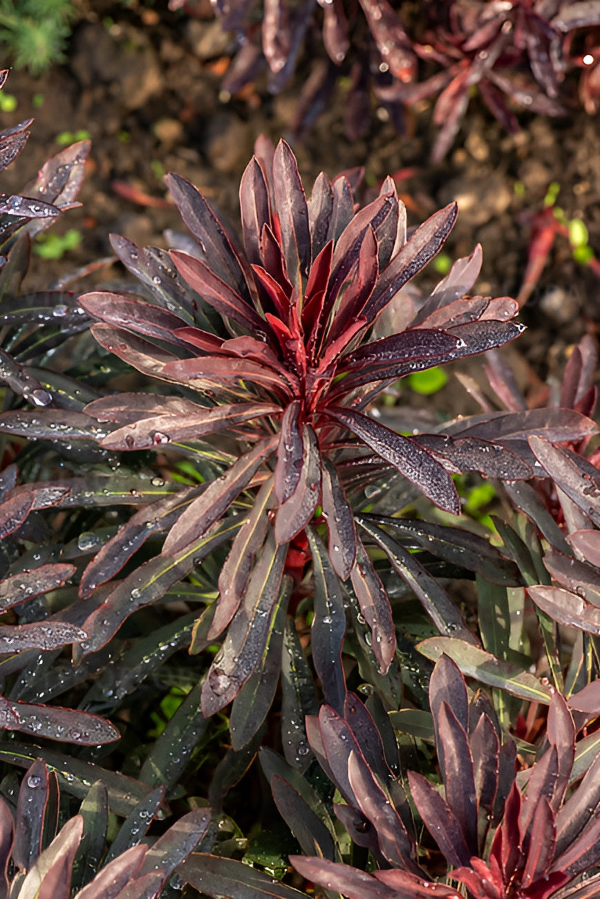 Euphorbia amydaloides 'Miners Merlot' / Rotblättrige Wolfsmilch